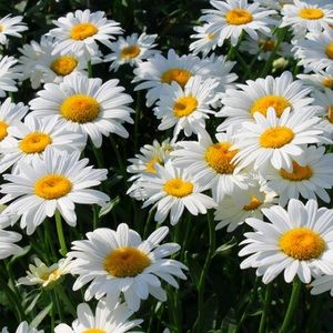 Meet your Posher, Ella